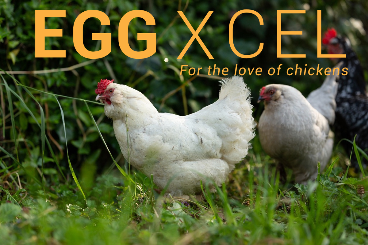 EGGXCEL